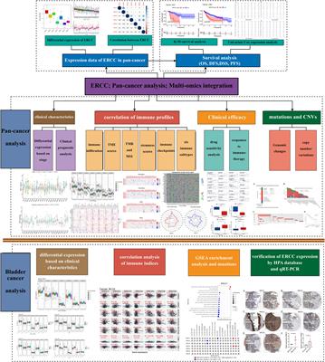 Bioinformatics analysis of ERCC family in pan-cancer and ERCC2 in bladder cancer